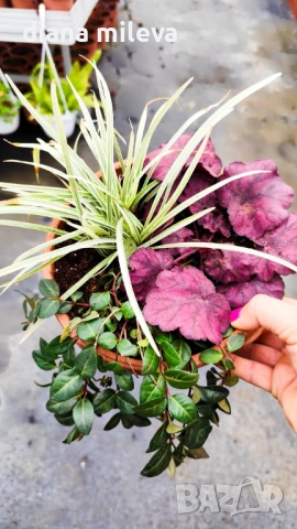 Аранжировка от вечнозелени и студоустойчиви растения за сянка!!!, снимка 2 - Градински цветя и растения - 53277328