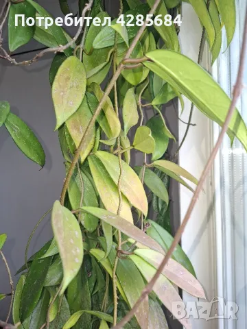 хоя пубикалукс /пепел от рози тъмна /, снимка 11 - Стайни растения - 50045816