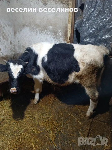 Две телета , снимка 3 - Крави - 53405819