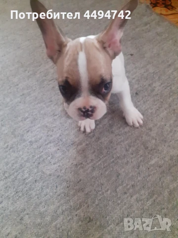 ПРОДАВАМ МАЛКИ КУЧЕНЦА ФРЕНСКИ БУЛДОГ, снимка 1