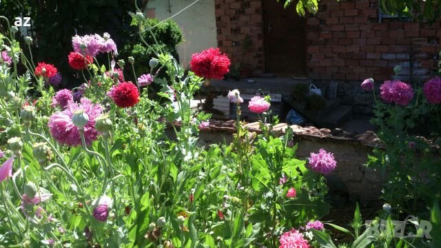 Градински мак, снимка 10 - Сортови семена и луковици - 26210382