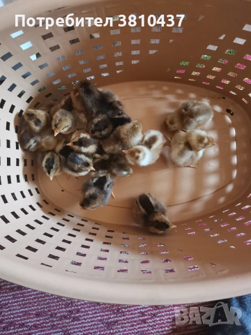 продавам ярки легбар , снимка 6 - други­ - 53014201