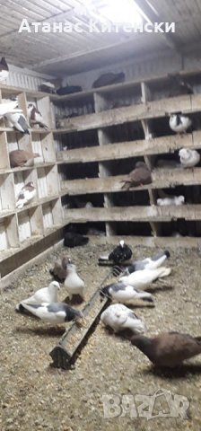 ПАЗАРДЖИШКИ ВИСОКО ЛЕТЦИ ЗА ДЪЛГОТРАЕН ВИСОК ПОЛЕТ, снимка 8 - Гълъби - 27987390