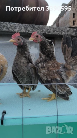 Серами Испенч Бантам Струмски Бантам и Шабо , снимка 3 - други­ - 51348256