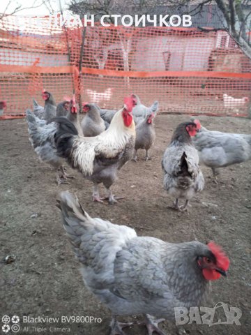  яйца за люпене от син маран, снимка 8 - Кокошки и пуйки - 13512165