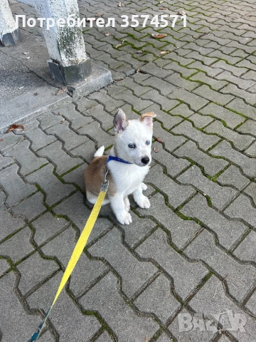 Малко кученце, снимка 4 - Други - 52805848