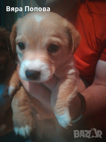 продавам пинчерчета родени на 01.01.26 година хранят се сами 3 мъжки и 2 женски, снимка 3 - Пинчер - 53383709