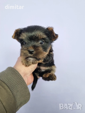 Йоркшир териер мини , снимка 11 - Йоркширски териер - 53580096