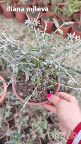 Теукриум, Teucrium Fruticans, Подъбиче, сухолюбиво и непретенциозно ароматно растение, снимка 8 - Градински цветя и растения - 39343405