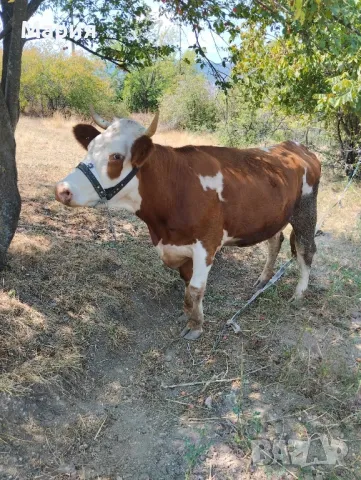 Млада Отелена Крава, снимка 1