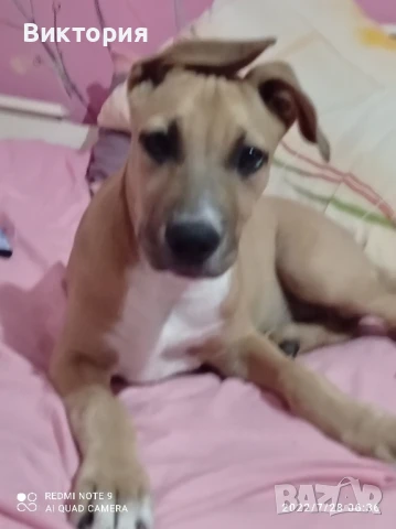 Подарявам куче, снимка 1