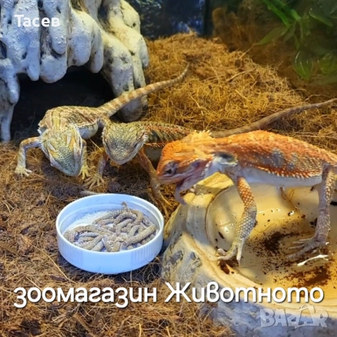 Брадата агама 