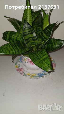 ЦВЕТЕ САНСЕВИЕРА  в ПОРЦЕЛАН