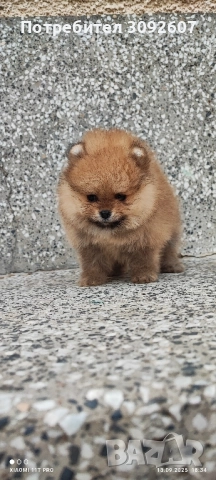 Померанче момче, снимка 5 - Померан - 51707750