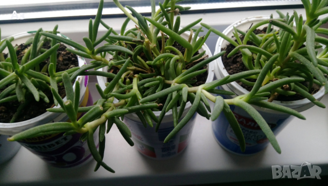 Продавам цветя Делосперма - розова, червена, жълта и бяла, снимка 8 - Разсади - 36552409