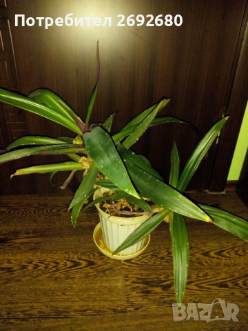 Традесканция рео-75см., снимка 10 - Стайни растения - 45950432