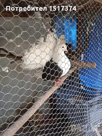 Продавам гълъби, Фенерлии , на капак , с цветни опашки , чисто бели , с гащи , снимка 7 - Гълъби - 34675193