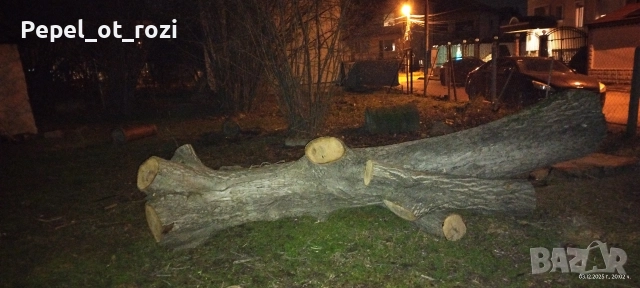 Орех - продажба, снимка 2 - Други - 52714010