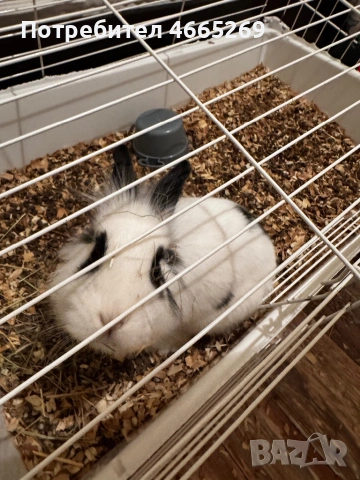 Декоративно черно-бяло зайче си търси нов дом.