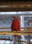 папагали малък Александър розела, снимка 3