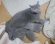 Продава се Женска Британска Котка на 4г., снимка 3