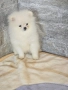 Мини Померан момче , снимка 3
