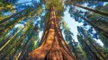 15 x семена гигантска секвоя мамутово дърво sequoiadendron giganteum за декорация на двора, снимка 14