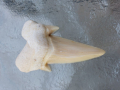 Зъби от праисторическа Акула,фосили Мексико, снимка 4