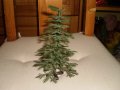 Декоративни изкуствени елхи, снимка 6