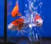 Шубинкин - златна рибка , снимка 4