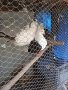 Продавам гълъби, Фенерлии , на капак , с цветни опашки , чисто бели , с гащи , снимка 7