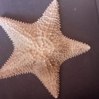 Огромна морска звезда, снимка 1 - Антикварни и старинни предмети - 44043373