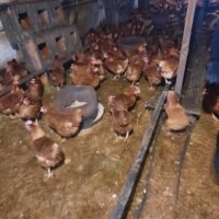 продавам кокошки носачки за яйца, снимка 1 - Кокошки и пуйки - 43990740