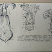 Анатомия сельскохозяйственных животных с основами гистологии и эмбриологии. 1962 г, снимка 4 - Специализирана литература - 32283902