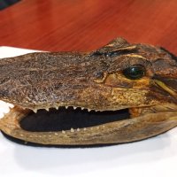 Автентична глава алигатор/крокодил, снимка 4 - Други - 28720246