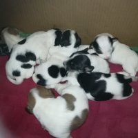 ПРОДАВАМ-продавам djack russell terrier 0406211147, снимка 3 - Джак ръсел териер - 32281099