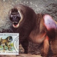 Камерун 1988 - 4 броя Карти Максимум - WWF, снимка 1 - Филателия - 38890873