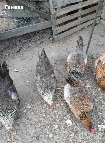 Продавам катунски пилета, снимка 1