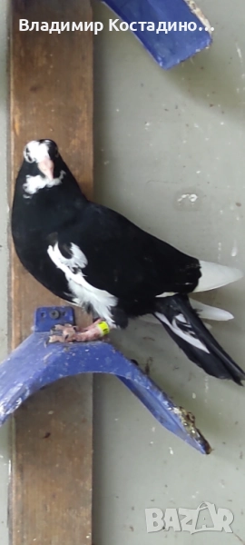 Пазарджишки високошетци, снимка 1