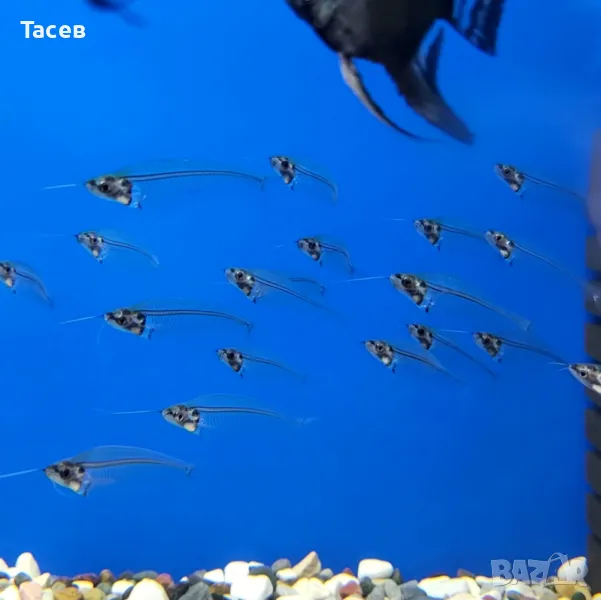 Стъклен сом, снимка 1