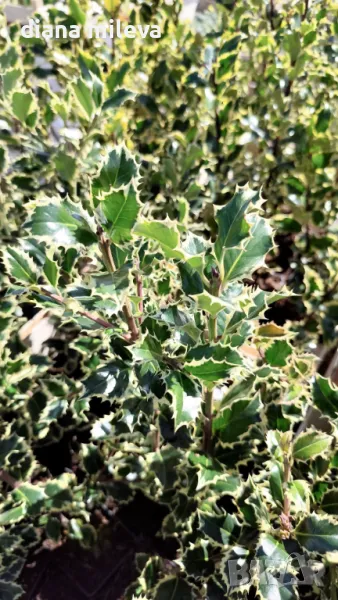 Илекс Сребърна Кралица, Ilex aquifolium Silver Queen, студоустойчив, снимка 1