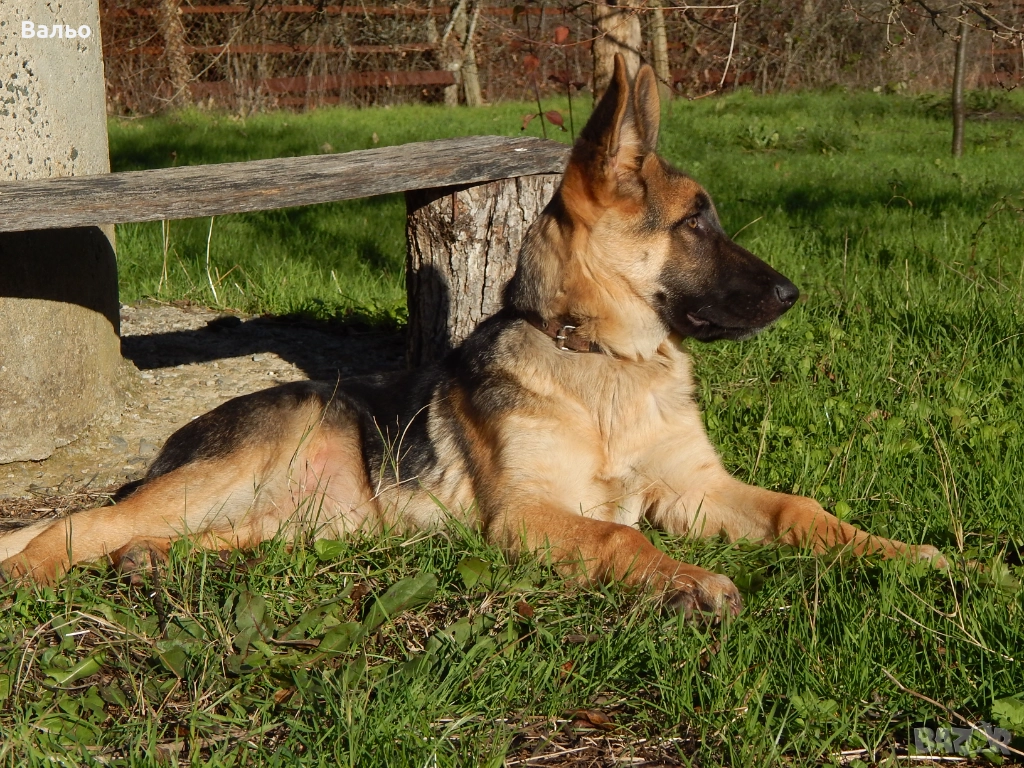 немска овчарка, снимка 1