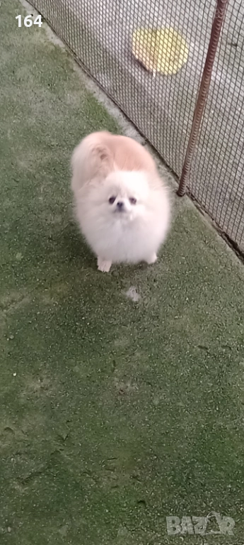 Женски миниатюрен мини Померан. Реални снимки от 08.12.25 г. 6 месеца 1 кг. , снимка 1