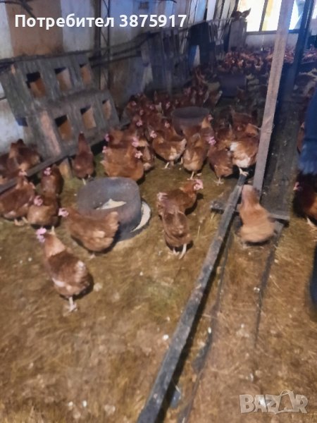 продавам кокошки носачки за яйца, снимка 1