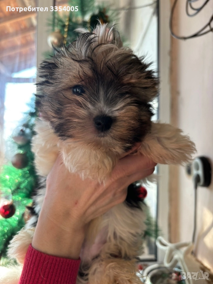 Мини йорки бивър , снимка 1