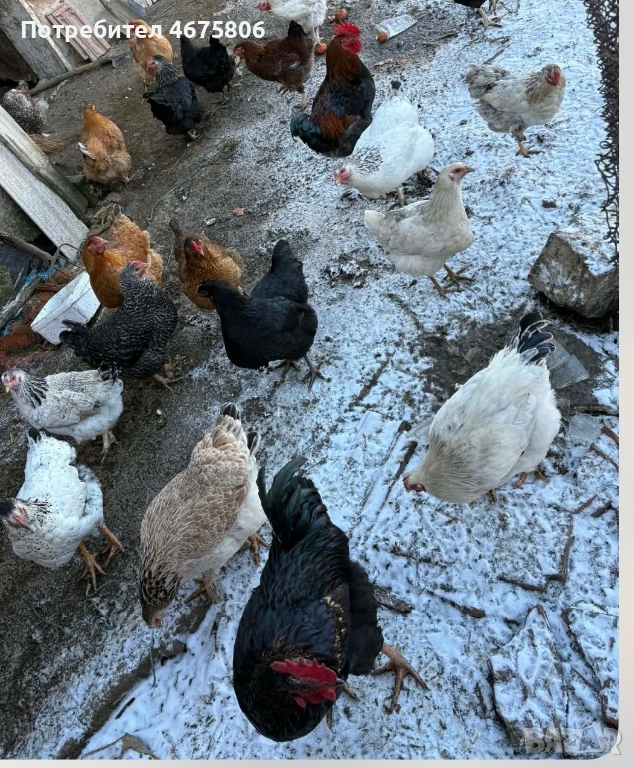 Продавам обикновени кокошки и петли , снимка 1