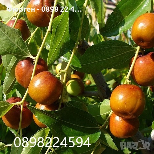 Хинап - финап  Гигански , снимка 1