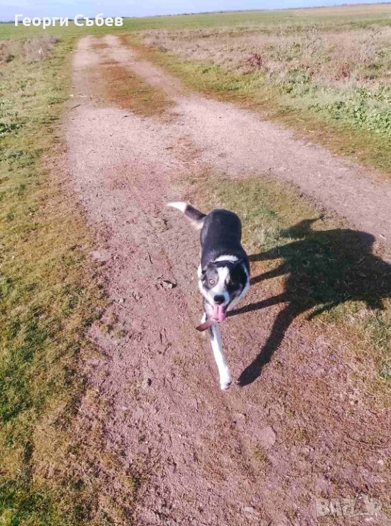 Бордър Коли мъжко, снимка 1