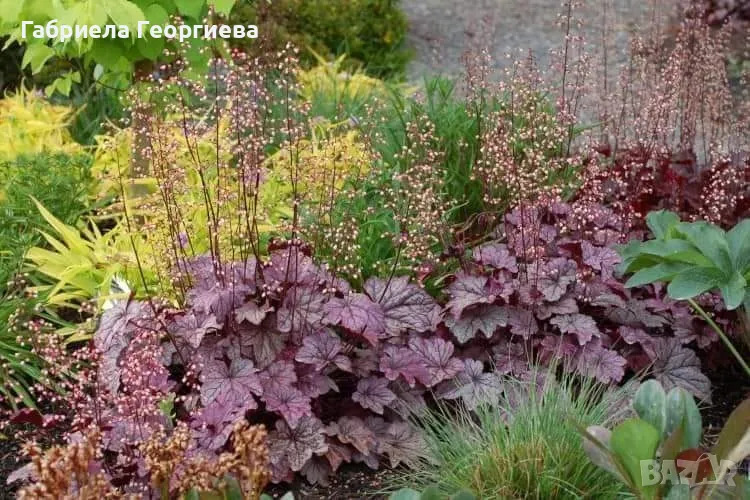 Хойхера, снимка 1