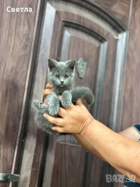 Шотландски клепоухи.Готови за свойте нови стопани., снимка 1